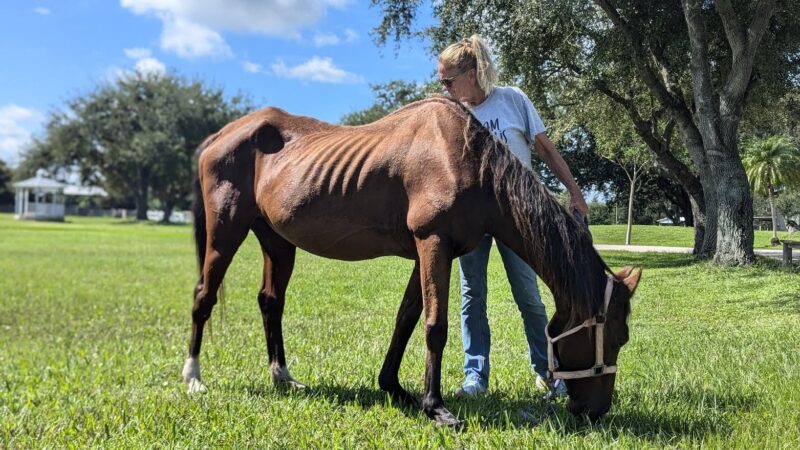 South West Florida Horse Rescue   a recovery haven for equines in need